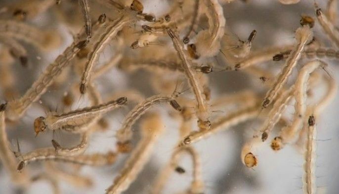 Larvicide nalangan, dengue nidaghan