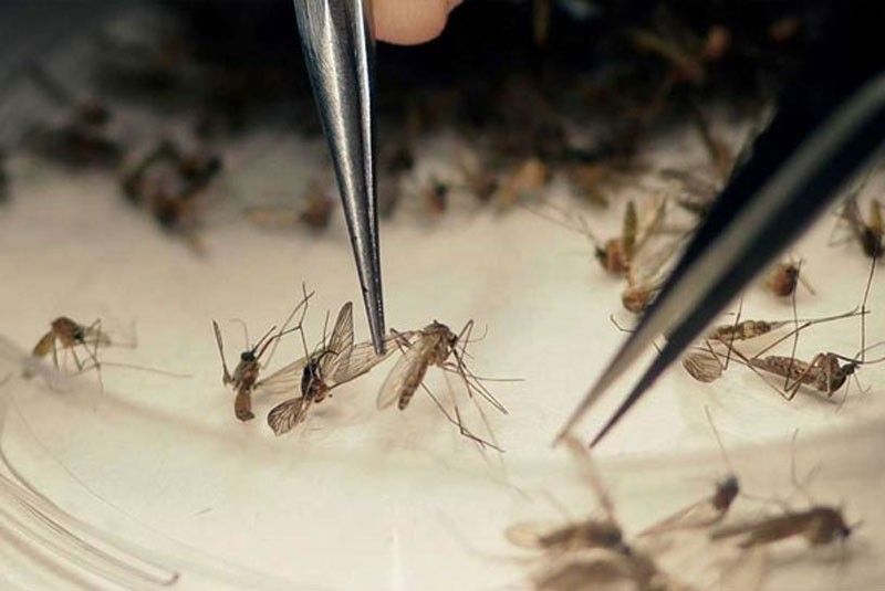 Ikaduhang Zika Virus sa sugbo