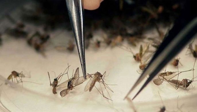 Ikaduhang Zika Virus sa sugbo