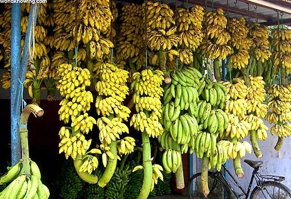 Banana industry losing global edge