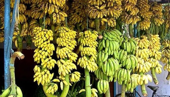 Banana industry losing global edge