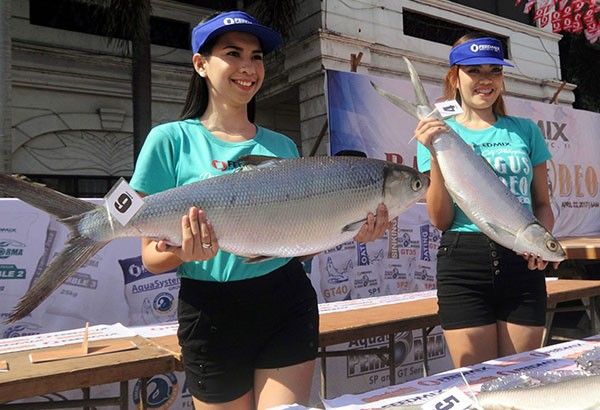 Heaviest, prettiest bangus showcased in Dagupan