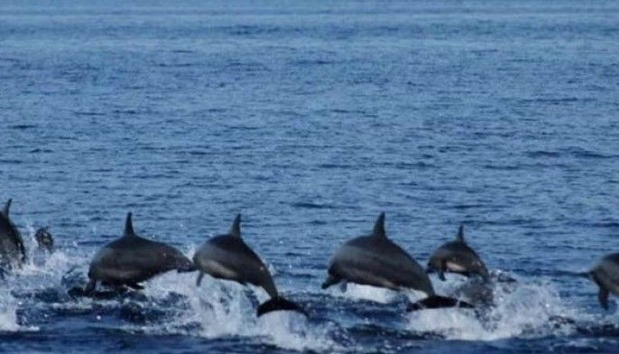 12 dolphins na napadpad sa Manila Bay nasagip