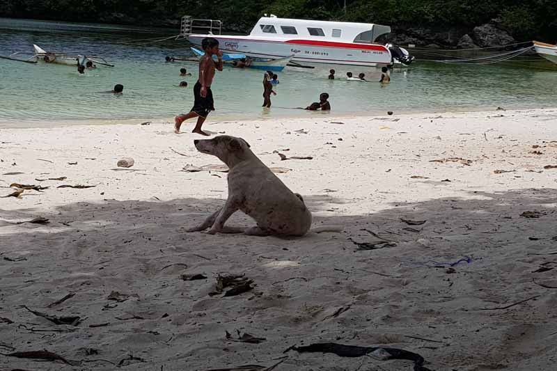 WATCH: 'Brutal' Boracay dog-catchers caught on viral video