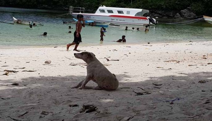 WATCH: 'Brutal' Boracay dog-catchers caught on viral video