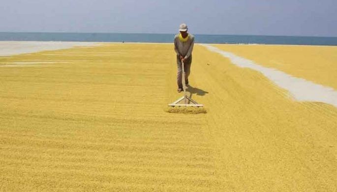 NFA seeks P8 hike in palay buying price