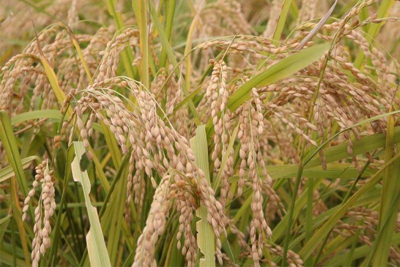 Palay farmgate prices up for 10th straight week