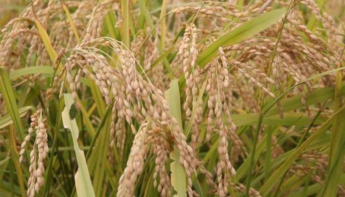 Palay farmgate prices up for 10th straight week
