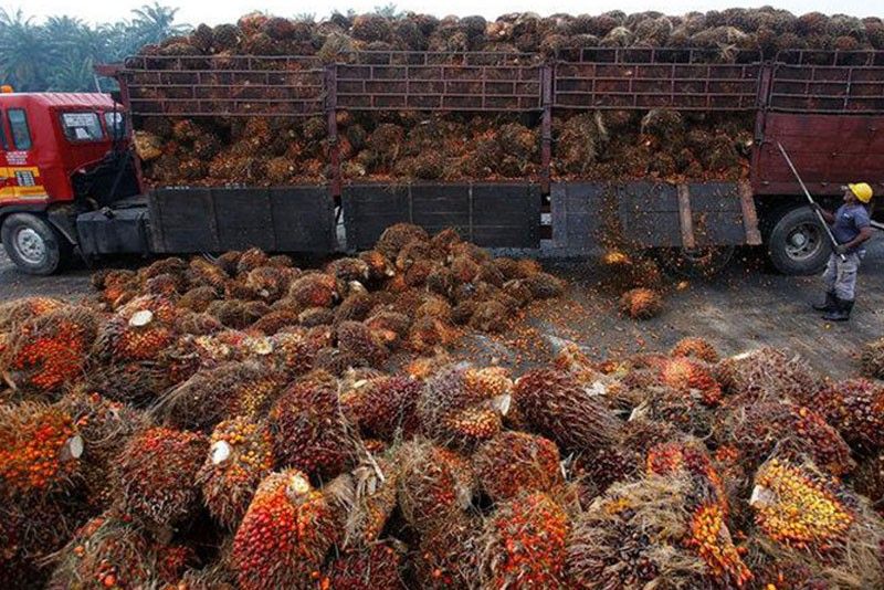 Philippines mulls tariff on palm oil imports