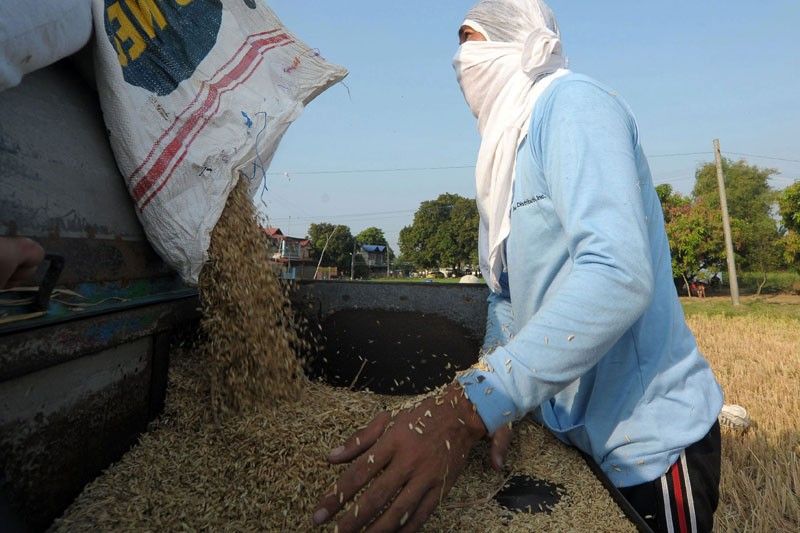 NFA hikes palay purchases