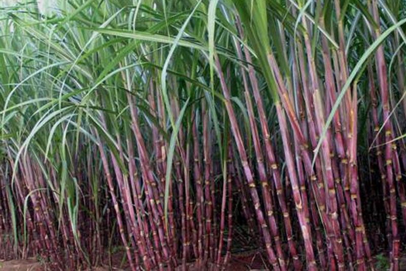 Sugar supply down 3% in January