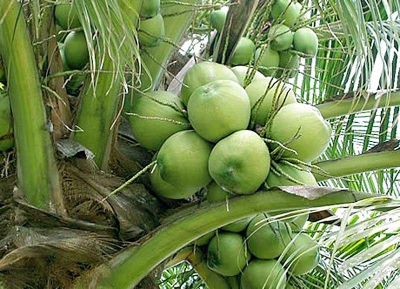 Philippines expects exports of buko to US soon