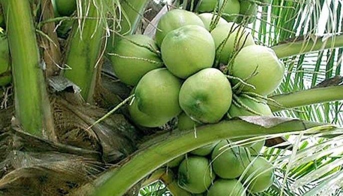 Philippines expects exports of buko to US soon