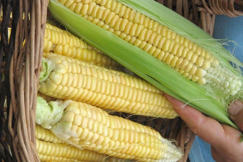 Corn output slightly down in first quarter of 2019