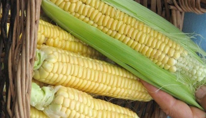 Philippines now 103% self-sufficient in yellow corn &mdash; Pi&ntilde;ol