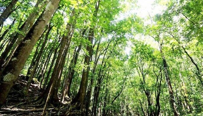 Filinvest unit, DENR to pursue Misamis carbon sink program