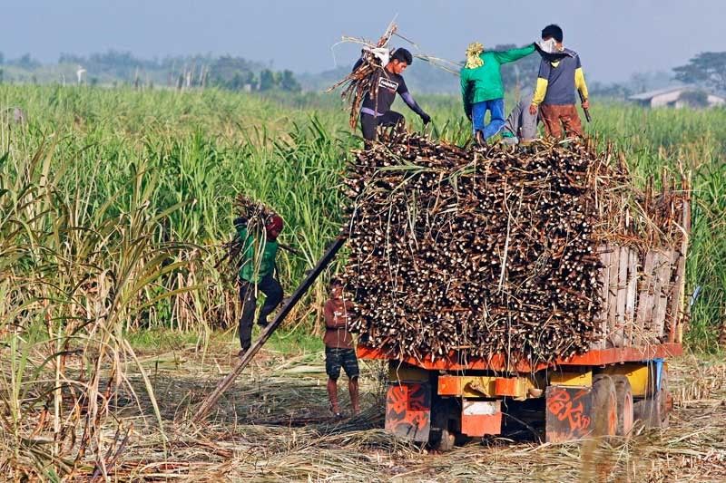 Sugar supply down 9%