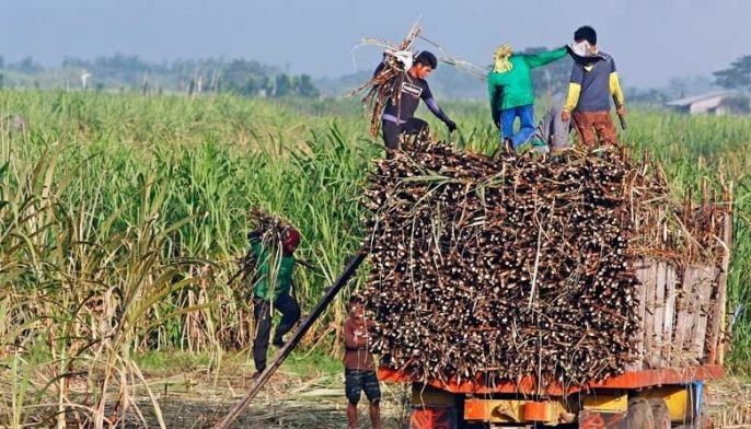 Sugar supply down 9%