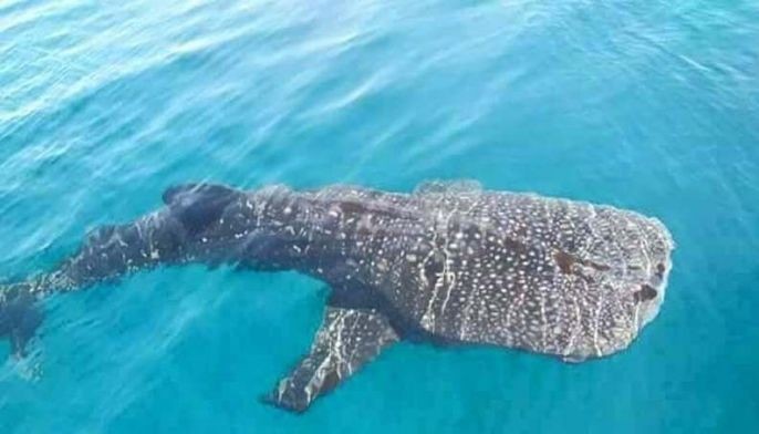 Greenpeace: Butanding off Boracay no indicator of cleanup success