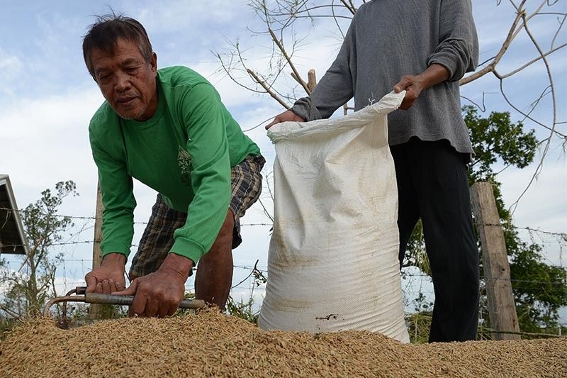 Farmers risk death to save crops from killer 'Ompong'