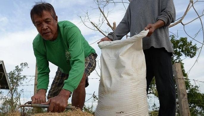 Farmers risk death to save crops from killer 'Ompong'