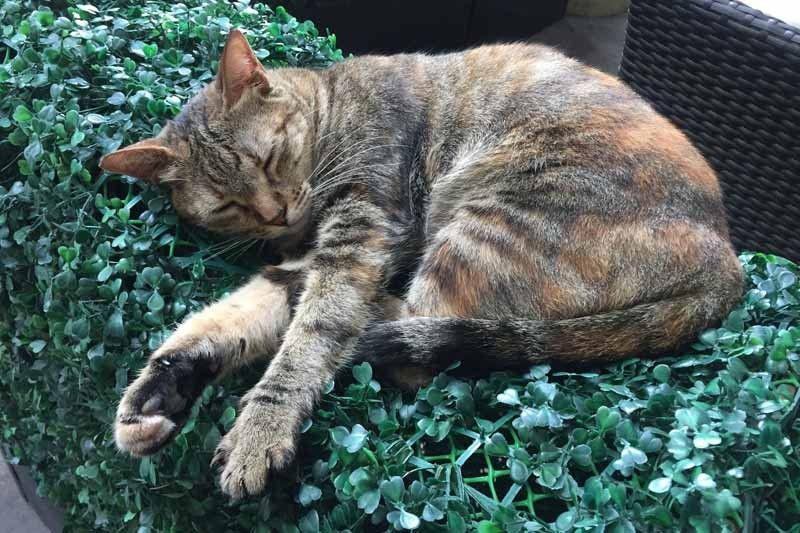 Cats of BGC will not be forcibly removed from condominium area, group says