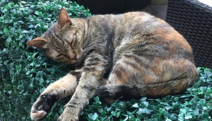 Cats of BGC will not be forcibly removed from condominium area, group says