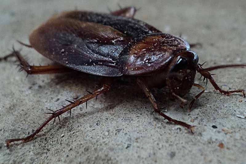 Aspiring entrepreneur? 9 things to learn from cockroaches