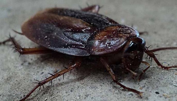 Zoo lets singles name cockroaches after their ex for Valentine's Day