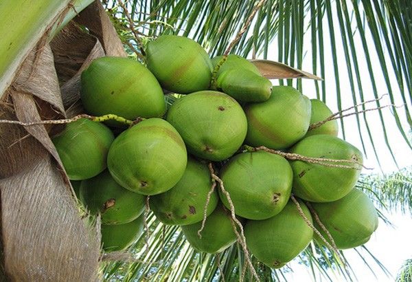 Coconut farmers willing to withdraw petition vs coco levy EOs