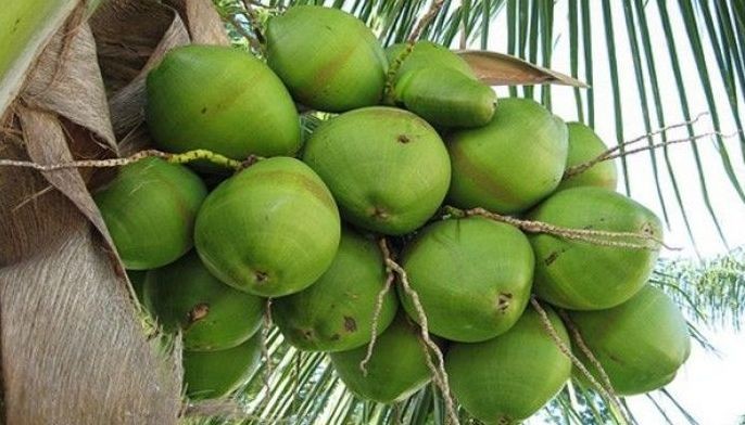 Coconut farmers willing to withdraw petition vs coco levy EOs