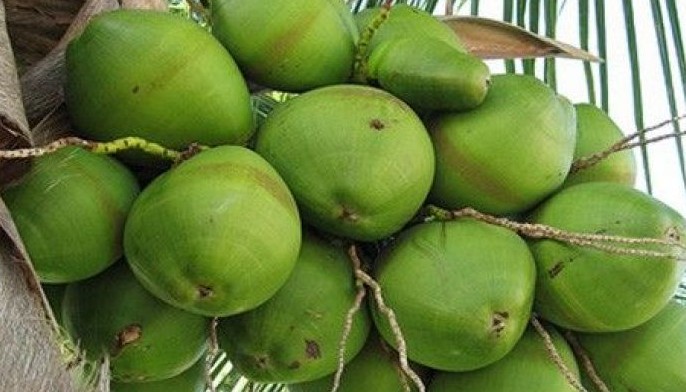 Zamboanga City works to stop 'cocolisap' infestation