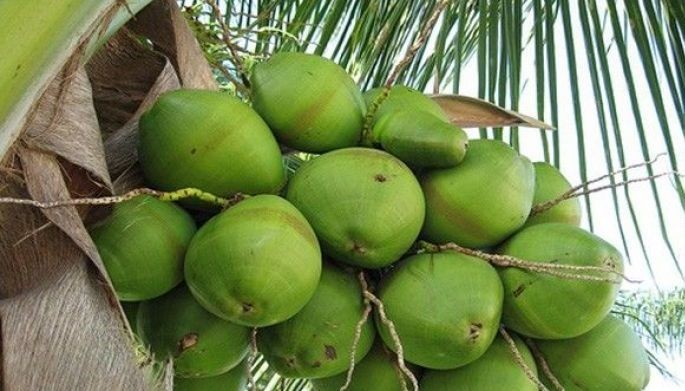 Coco levy funds to finance scholarships for farmers&rsquo; families