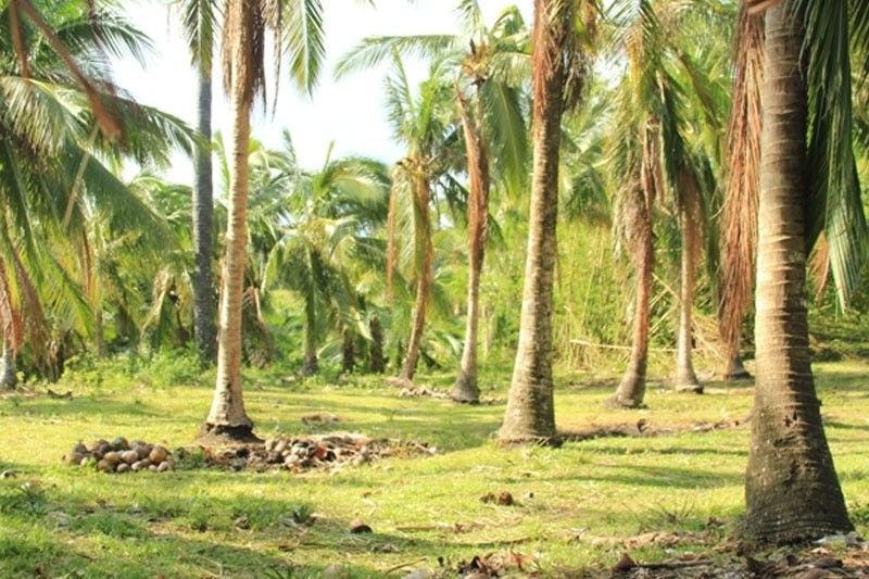 Imee: Coco farmers tulungan!