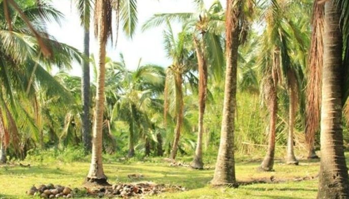 Imee: Coco farmers tulungan!
