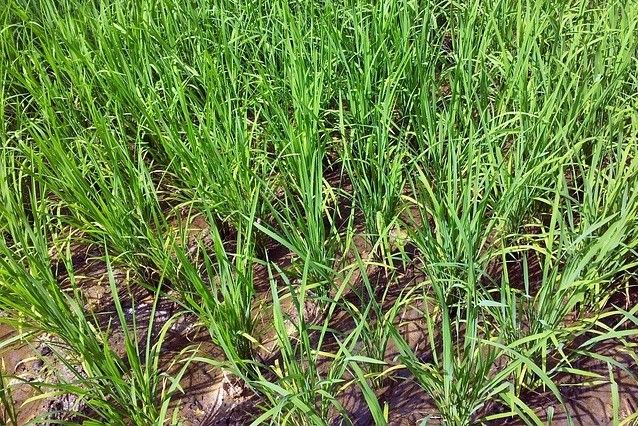 Agri damage, livestock losses from 'Vinta' hit P152.4 million in Mindanao