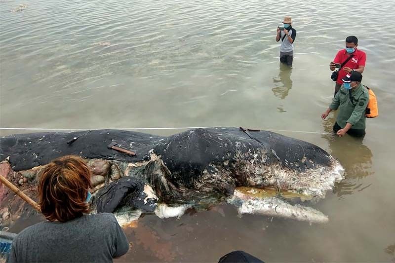 Dead sperm whale in Indonesia found with 6 kg of plastic in stomach