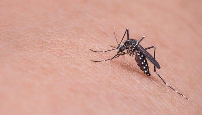 4 mil kaso sa dengue sa probinsiya sa 2017