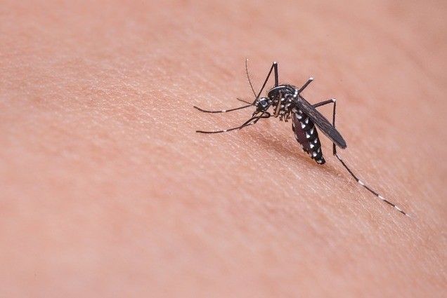 Girl, 6, dies of dengue
