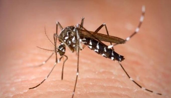 Upat nabakunahan nasakit og dengue