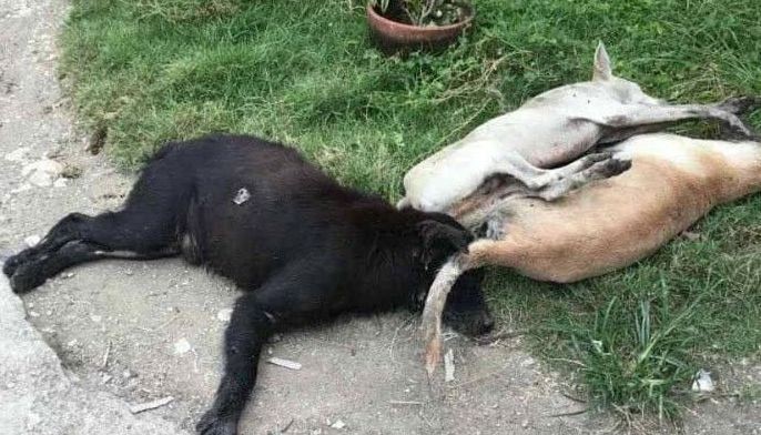 DA looks into dog poisoning in Argao
