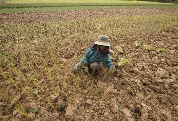 Less rainfall taking toll on Cebu farmers