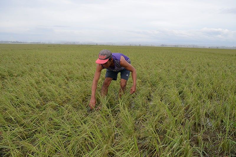 'Ompong' agricultural damage up to P9.3B in Cagayan Valley, Cordillera