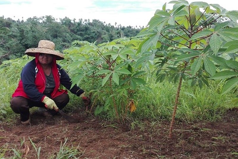 Cebu City launches program to help upland farmers