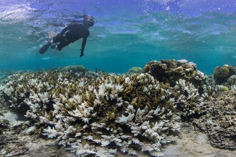 Flood damage would double without coral reefs: study