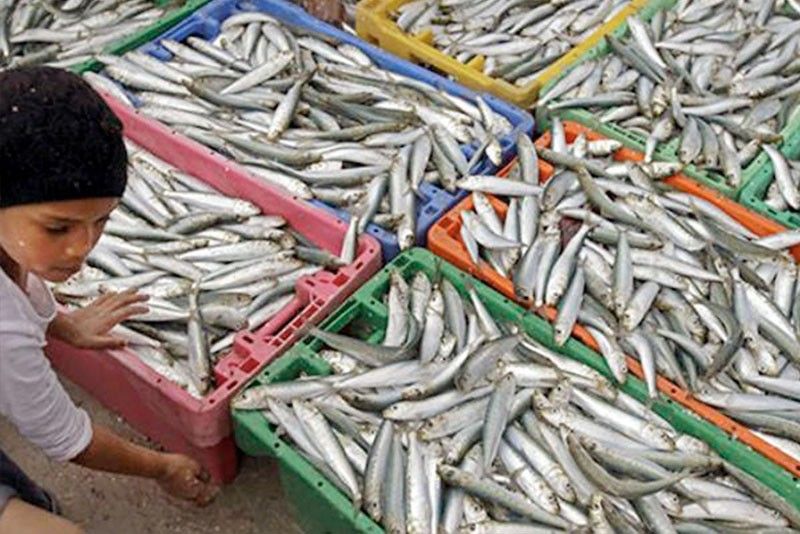 Fishermen lambast galunggong importation