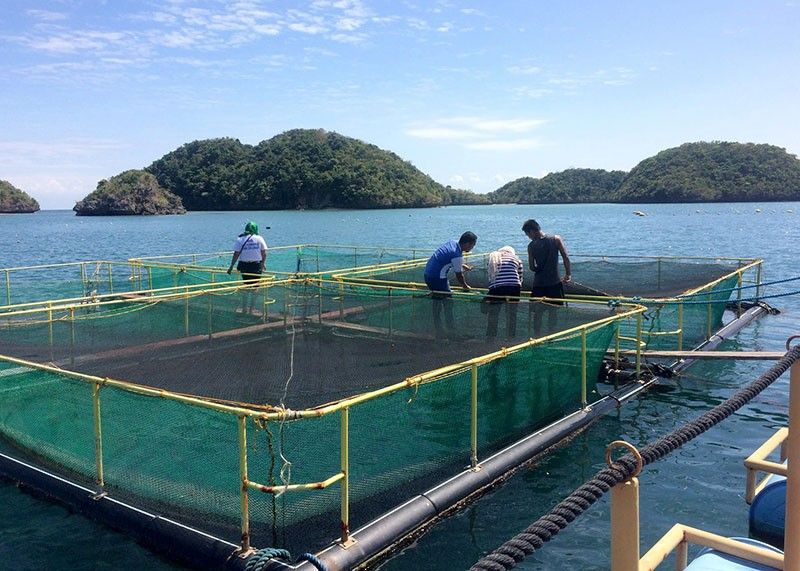 Hundred Islands Fish-yalan opens broodstock area