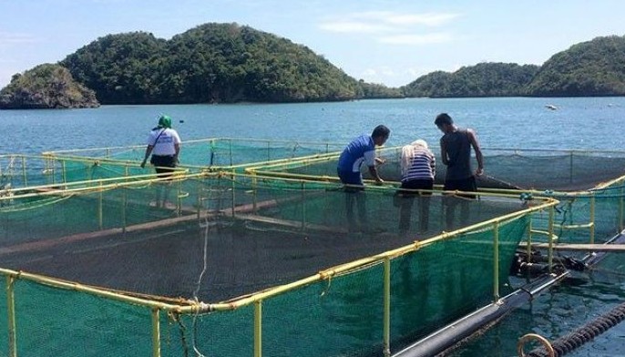 Hundred Islands Fish-yalan opens broodstock area
