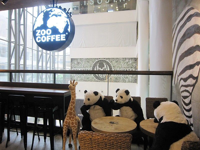 How would you like to have coffee with a panda bear?