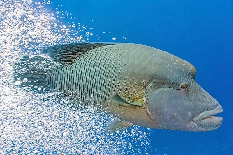 Coral reef fish declared flagship species of Apo Reef